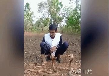 想舞三条眼镜蛇？印度一男子反被眼镜蛇咬伤，使用了多瓶血清救助