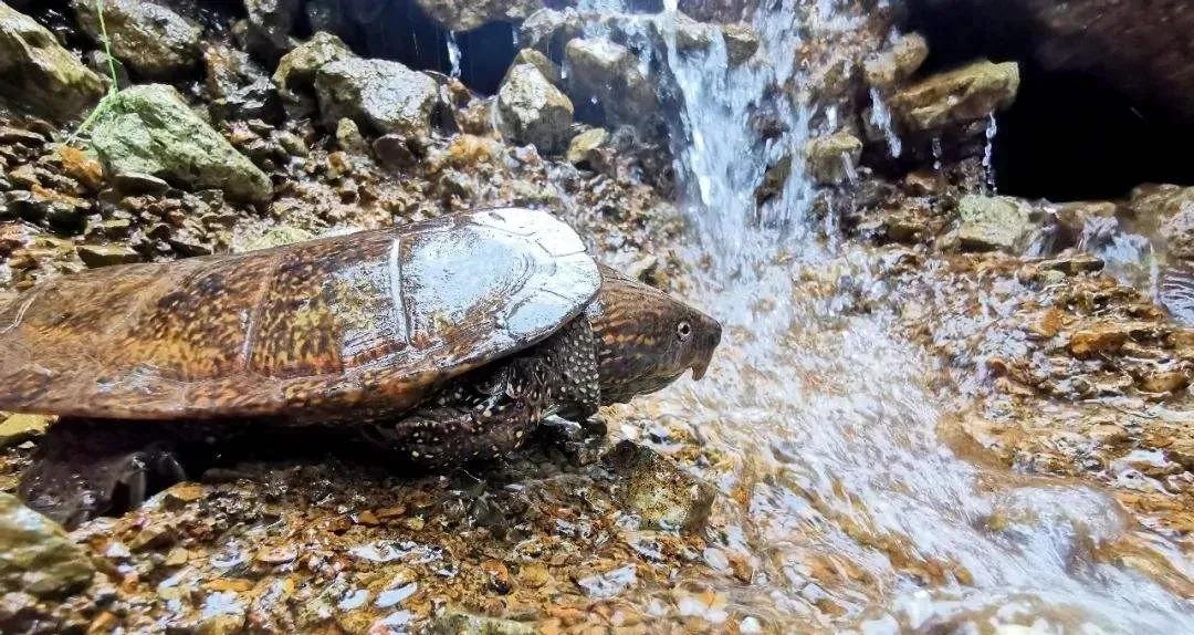 宠物水龟治疗,为什么花龟会腐皮