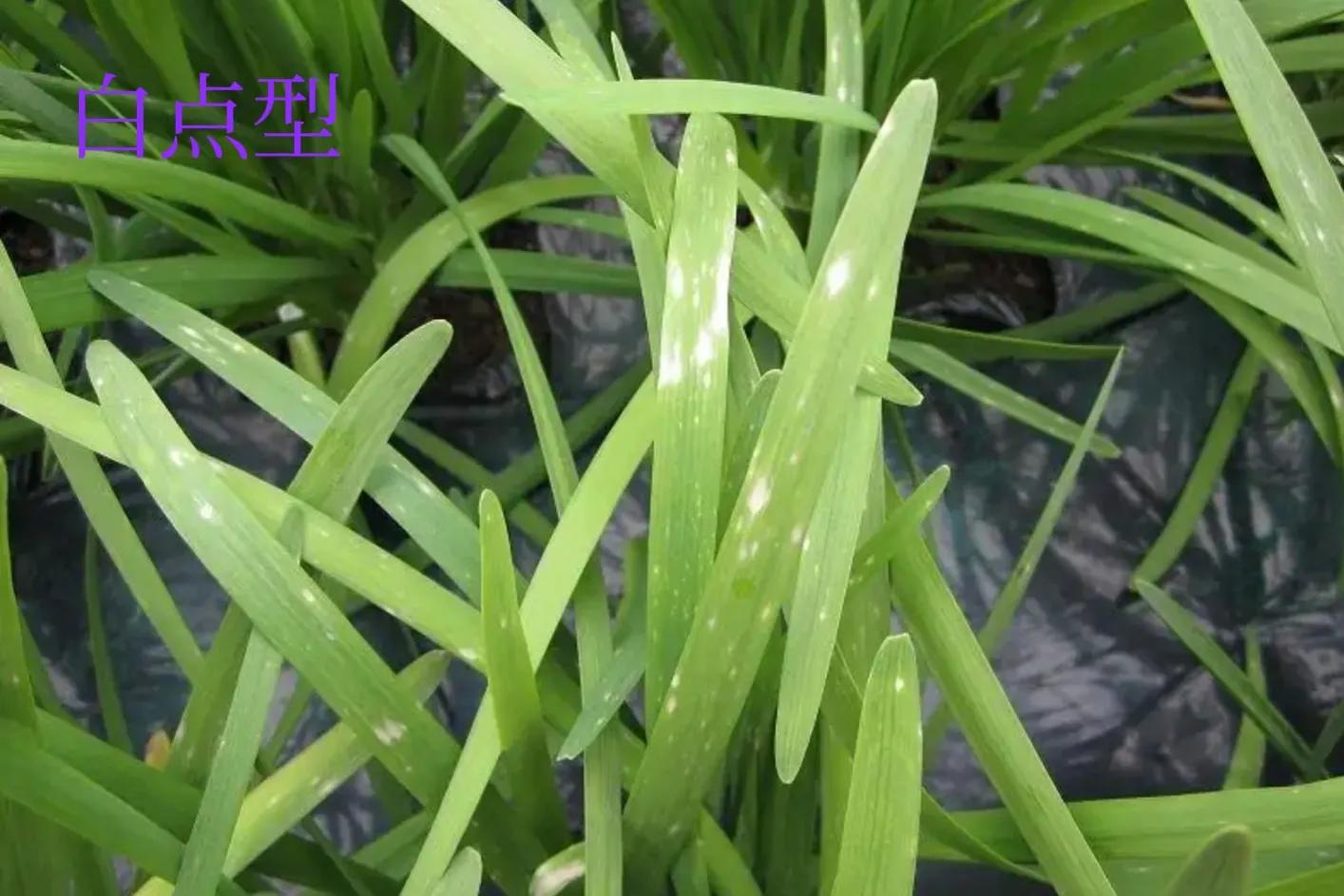 韭菜叶有白斑有什么简单治疗方法,韭菜叶子长白斑点怎么治