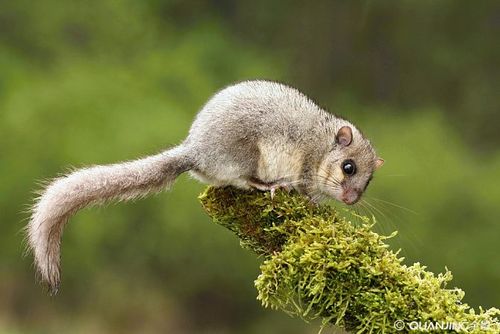 动物界的“睡神”，睡觉睡到去世，它是怎么做到的？