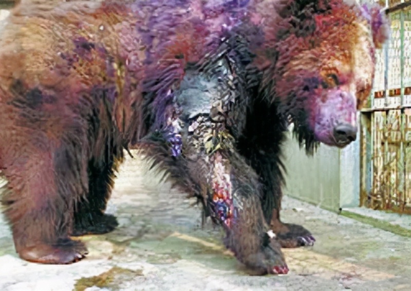 大学生伤熊事件是什么时候,大学生伤熊事件真实视频