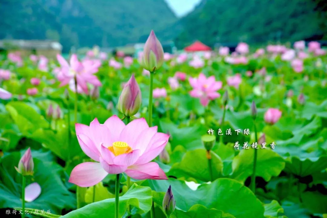 云南普者黑在哪个城市,云南普者黑最美的风景在哪里