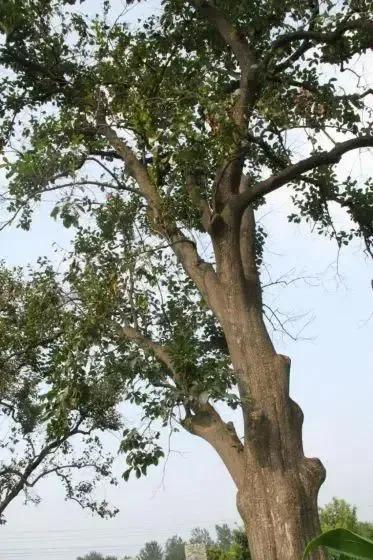 成武县古树,临武县古树