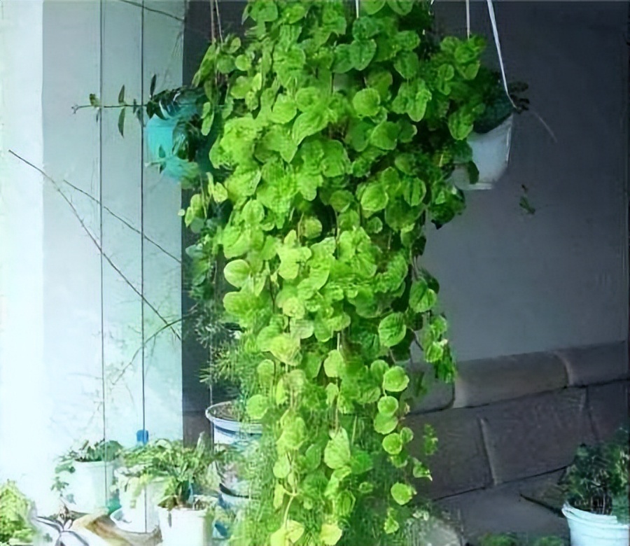 摆在家里最旺的十种花,什么花摆放卧室好养又好看