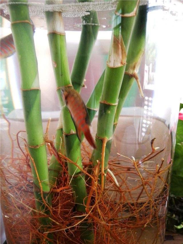 富贵竹养单不养双有这一说法吗,为什么富贵竹不可以乱养