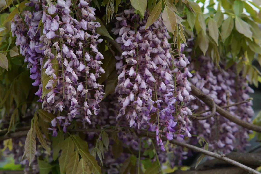 提前盛开！成都市区这个被偏爱的宝藏地又上新，即将刷爆全网