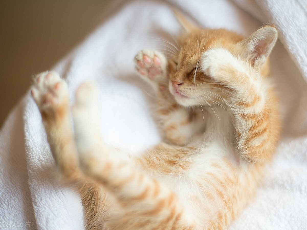 有个圈：尿频尿急尿不尽猫咪尿路感染你了解多少？