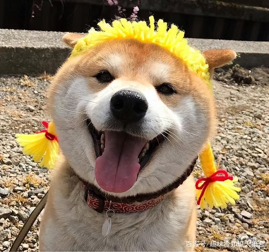 养狗应该怎么看狗狗是否健康,怎么判断自己养的狗健不健康