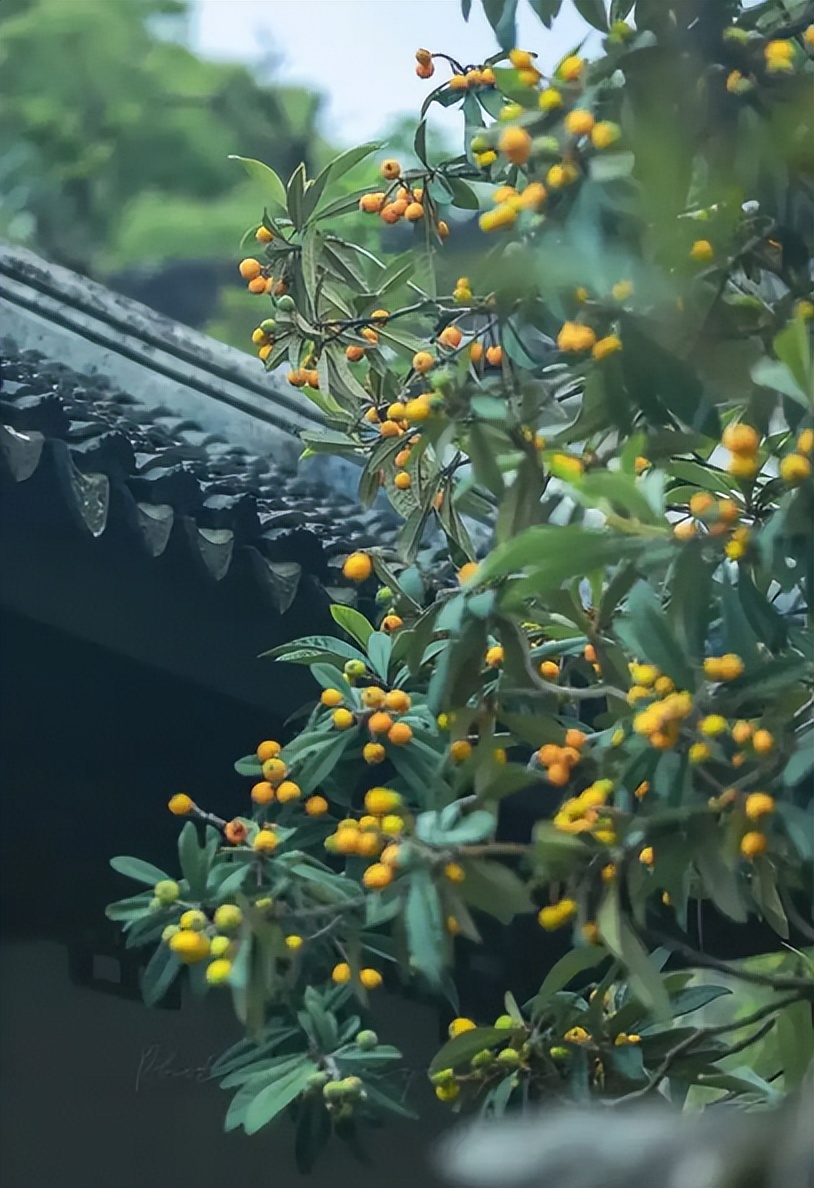 诗词鉴赏-南风树树熟枇杷，有关枇杷的诗词，写满了旧日的好时光