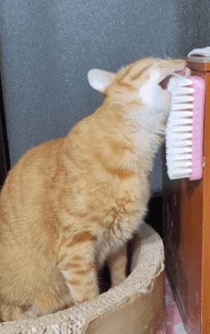 养猫省钱妙招排毛球,养猫不掉毛妙招有哪些方法