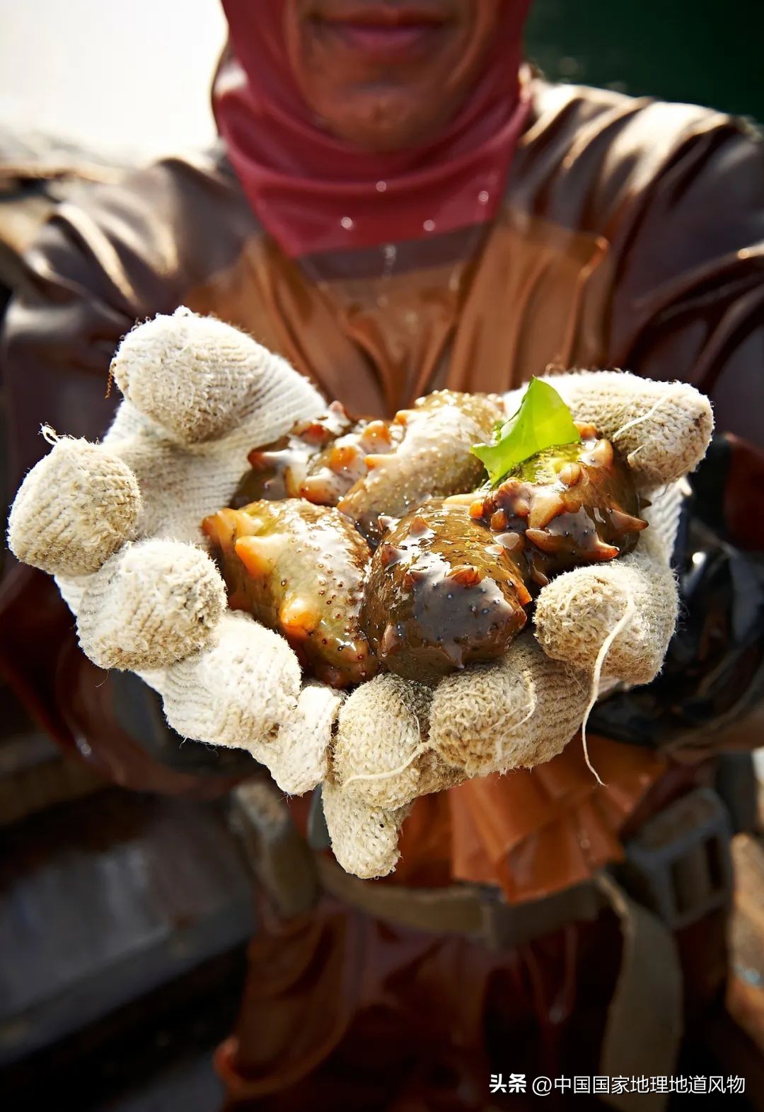 现在的海鲜什么比较好吃,中国哪的海鲜比较好