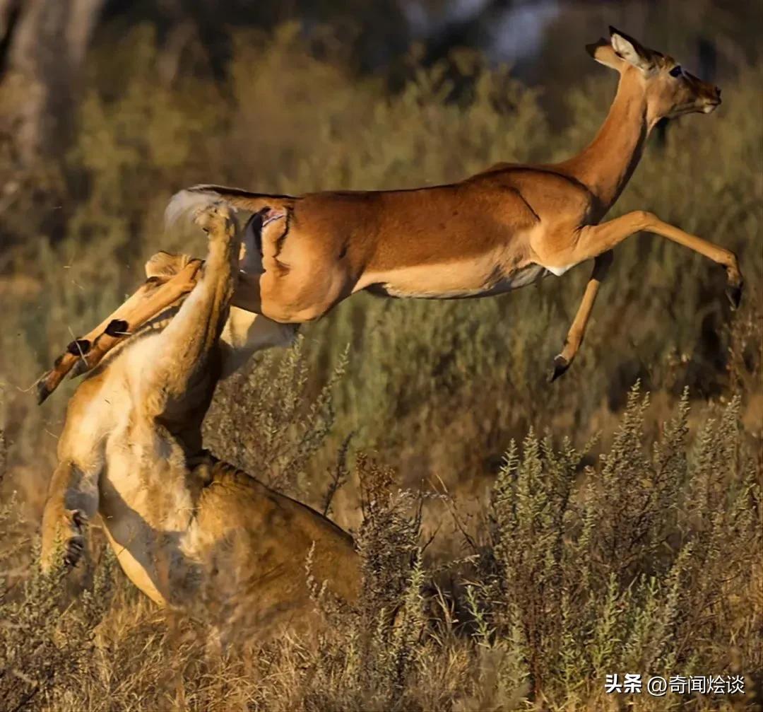 巨蟒捕食真实视频,巨蟒捕食鬣狗视频大全