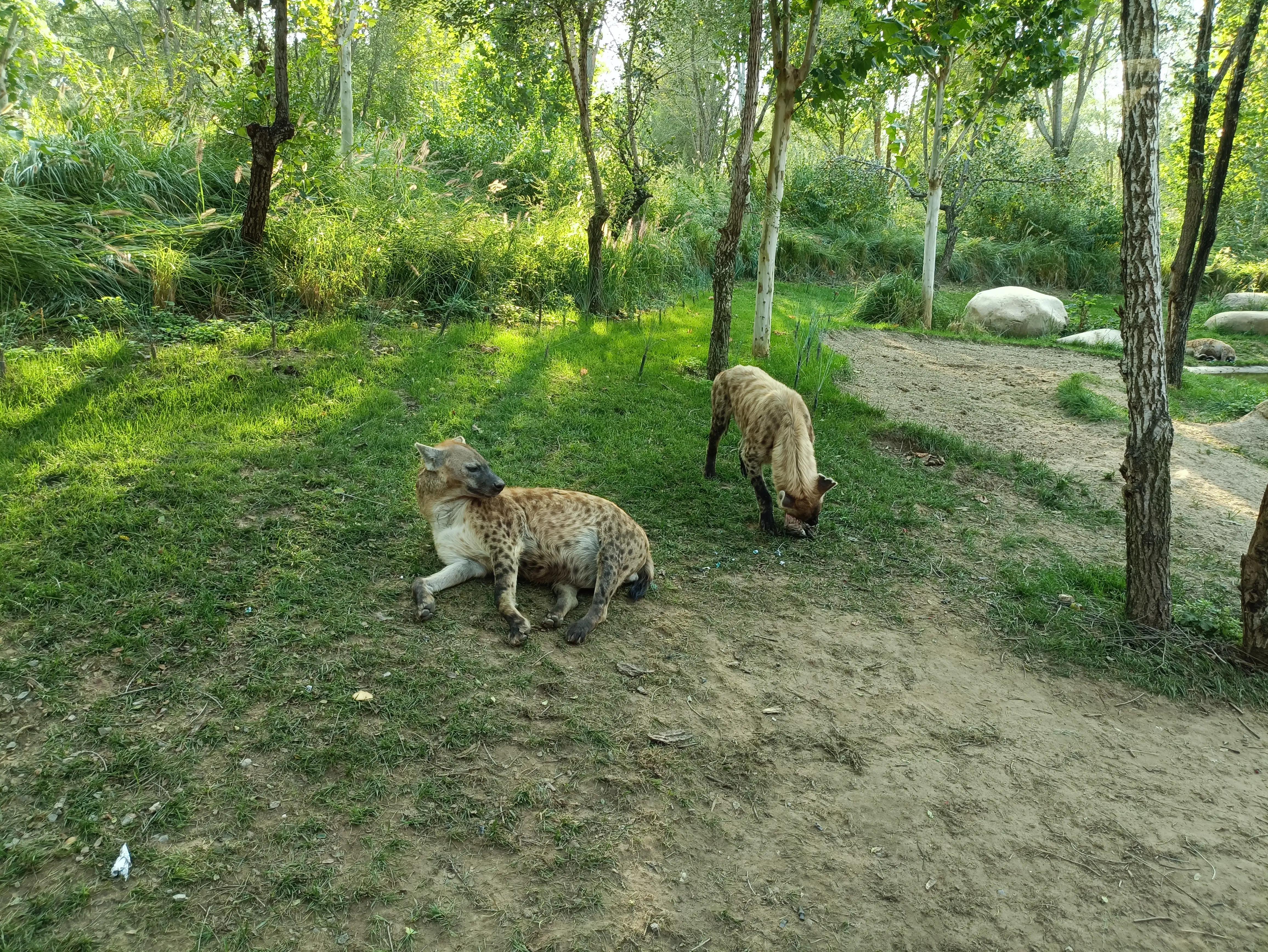 北京动物园和北京野生动物园区别,北京野生动物园狗妈妈和老虎狮子