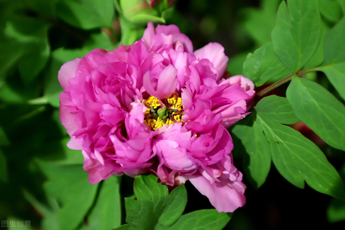 牡丹和国花的区别,国花牡丹相关书籍