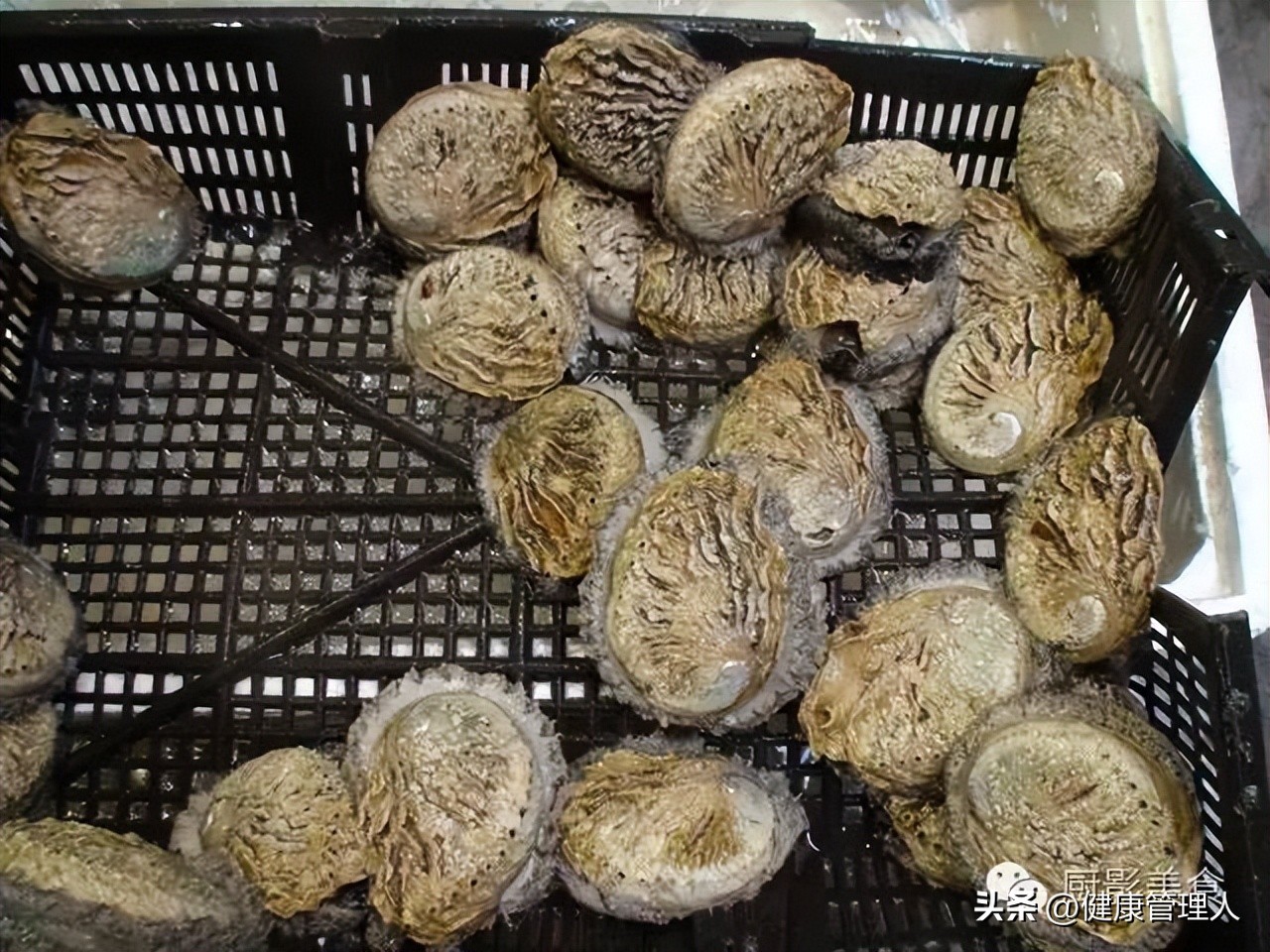 世界顶级海鲜食材,世界顶级的海鲜视频