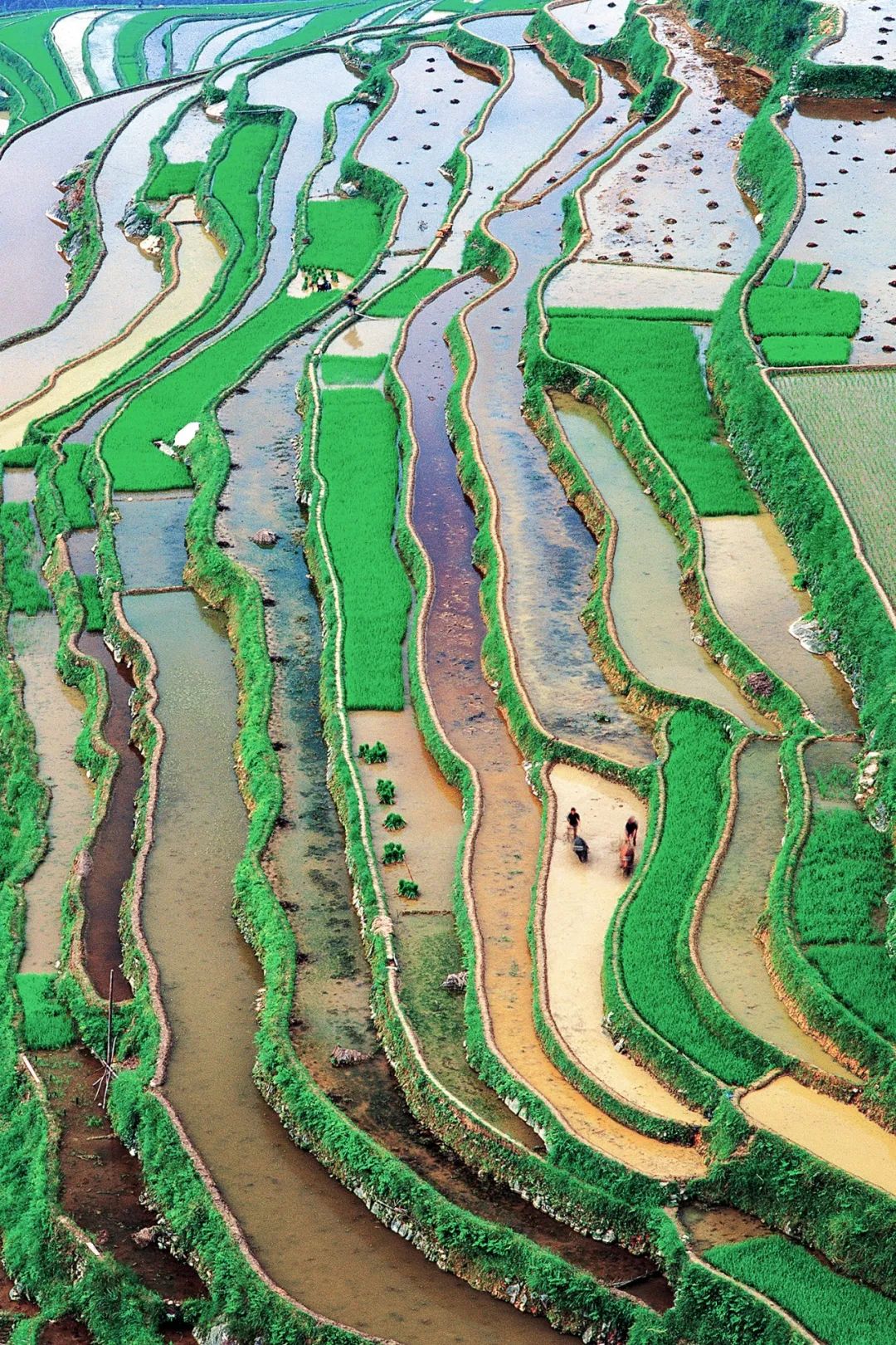 绿色狂想曲,绿色狂想曲三年级