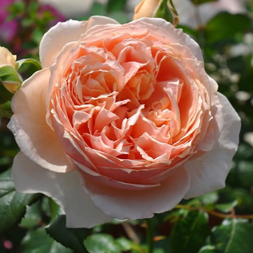 月季系列大全及图片,8张图教你分清月季的花型