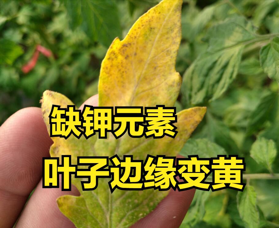 西红柿缺素症图片以及防治办法,西红柿缺素在植株上有什么表现