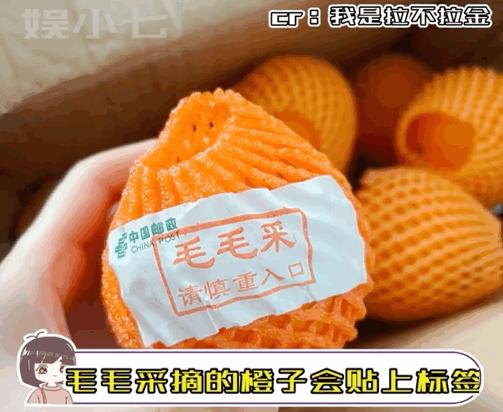 小狗帮主人摘橘子,小狗帮主人摘梨