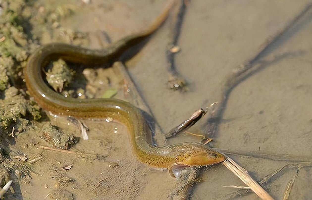 老人说蛇不敢吃黄鳝，吃了会死，难道黄鳝比蛇还毒吗？