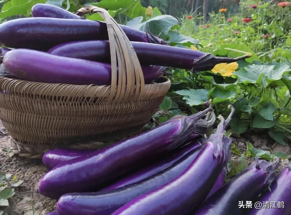 茄子买什么样的好,茄子到底能不能买