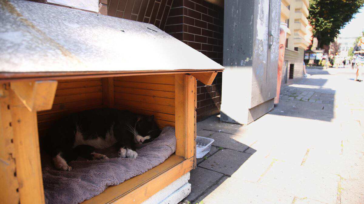 一只流浪的肥猫,波兰一流浪猫成5星旅游景点