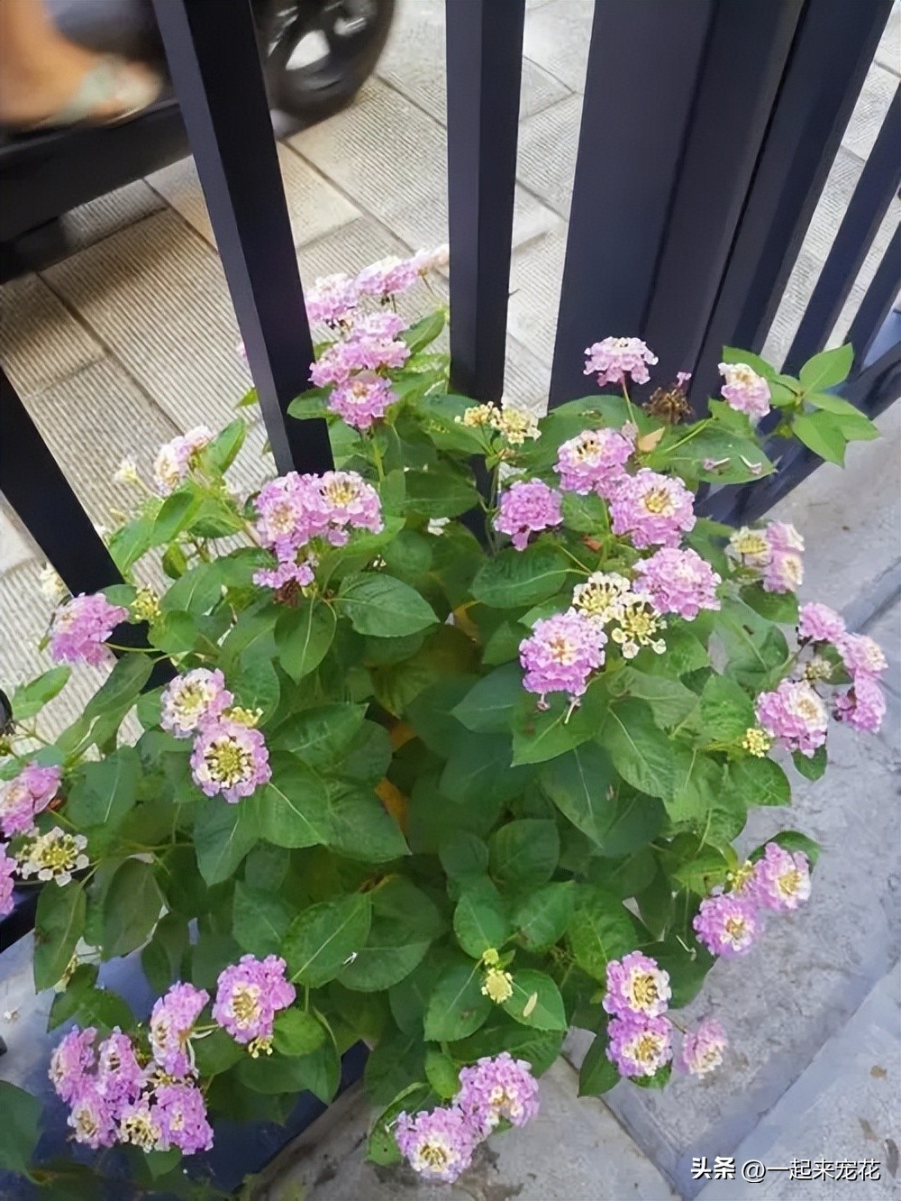 四季最好养的10种花,夏天室外小花园适合种什么花