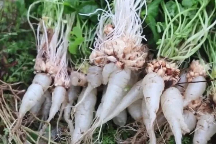 儿时的回忆斗鸡,童年的回忆骑牛视频