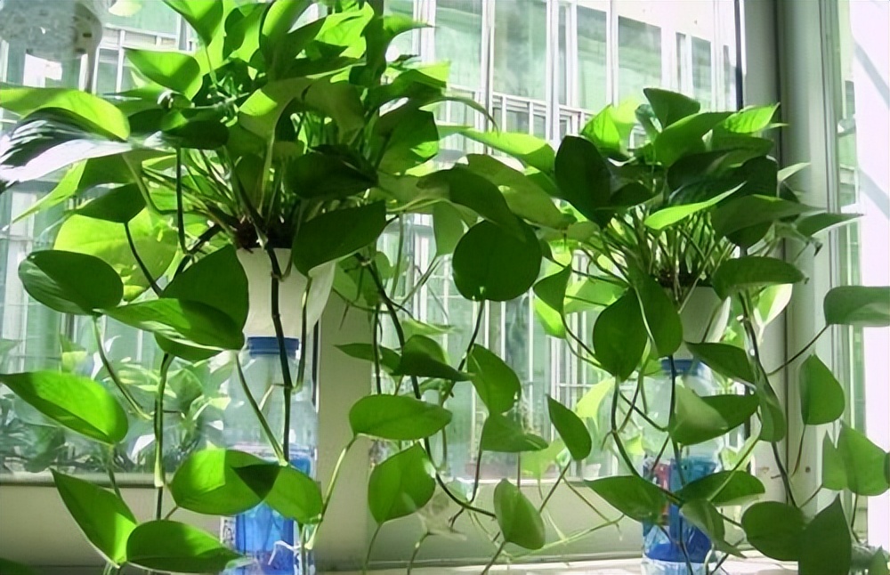 绿萝怎么叶子越养越发黄呢,为什么绿萝越养叶子越小