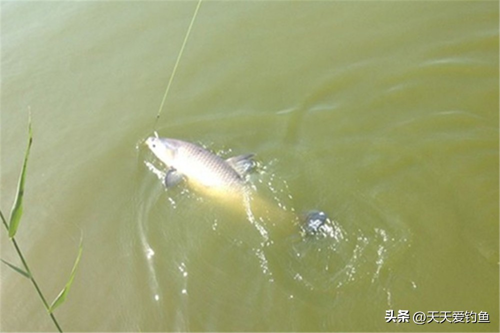 钓鱼技巧钓青鱼怎么调漂,野钓钓青鱼最好最快的方法