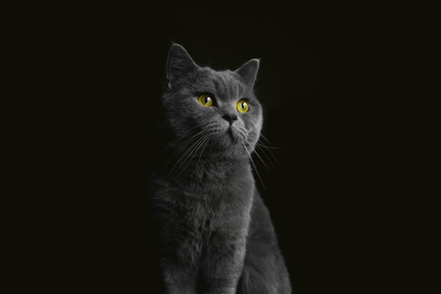 叶公好龙吗,叶公好龙