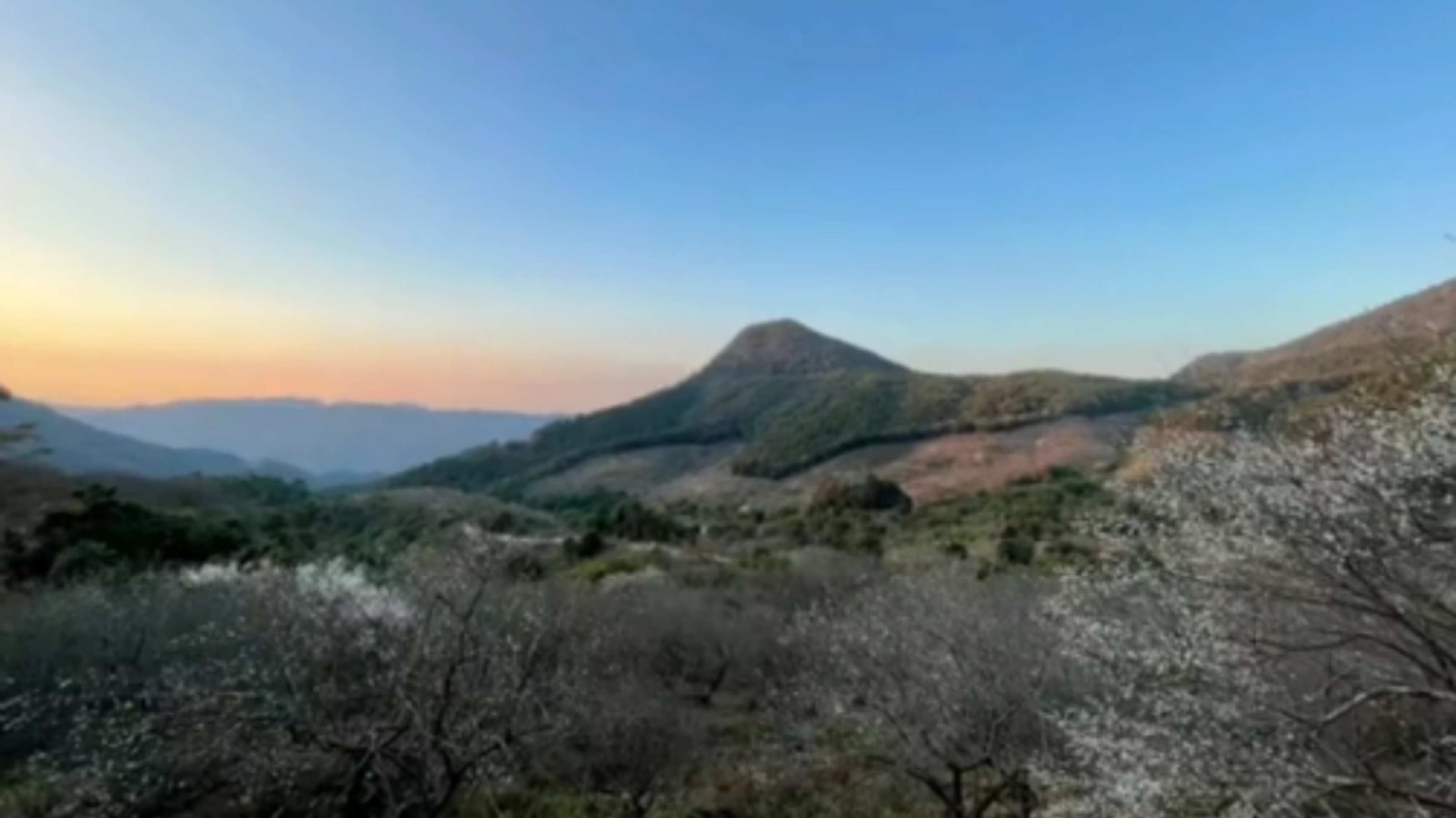 惠州赏梅花地方,惠州惠东梁化镇梅园