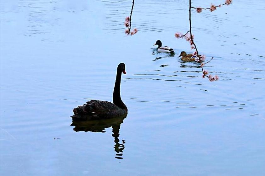 老人把房子卖了给儿子还债,老人为农村孤儿卖房