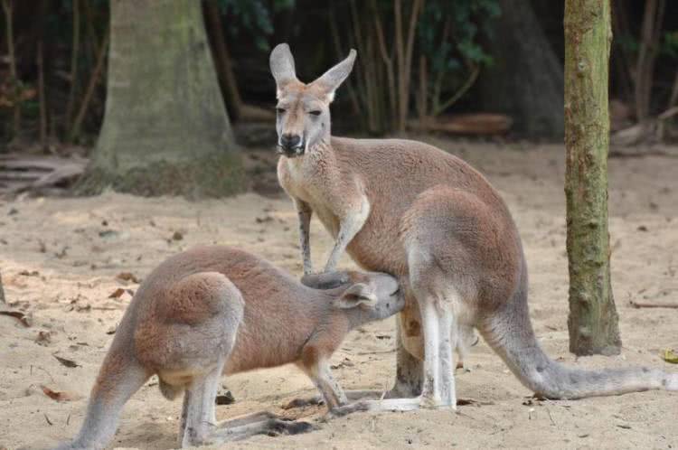 广州长隆熊猫酒店蝴蝶谷,广州长隆熊猫主题酒店五一
