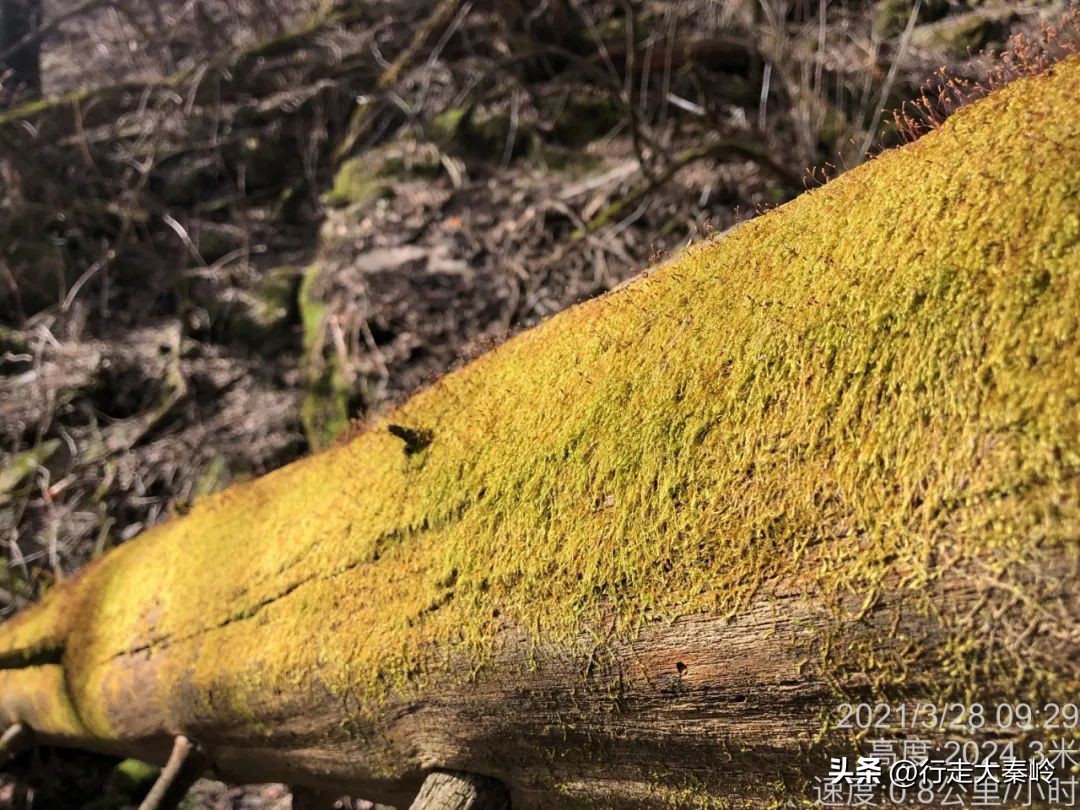 首阳山穿越大坪梁景色怎么样,大坪梁穿越到首阳山攻略