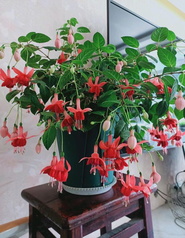 适合室内养的耐阴花和植物,就养这10种耐阴花比绿萝都好养