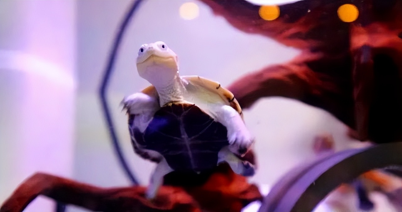 沼泽侧颈龟老是欺负别的龟,沼泽侧颈龟咬乌龟