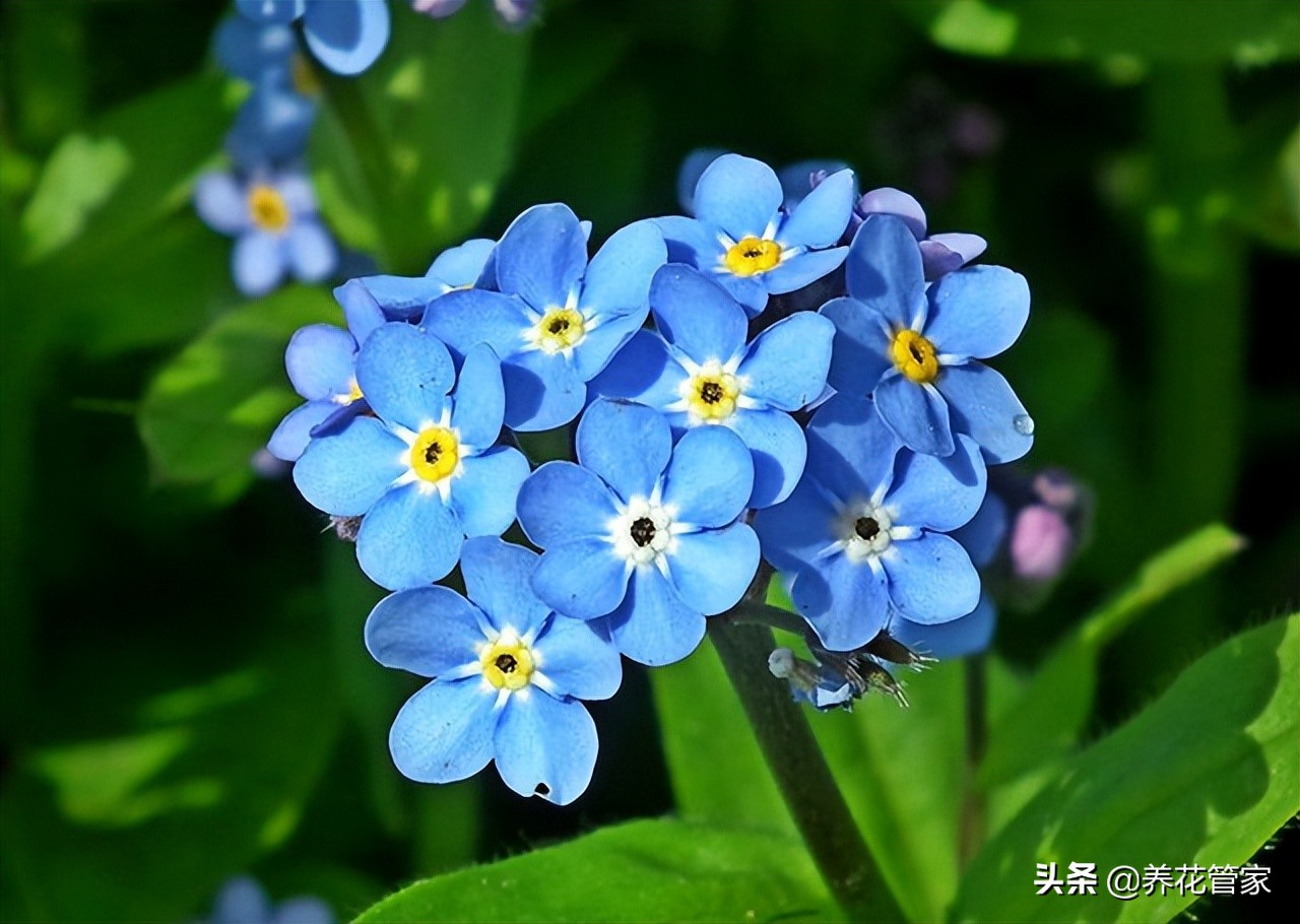 花语最浪漫的花有哪些,十种最惊艳的花语