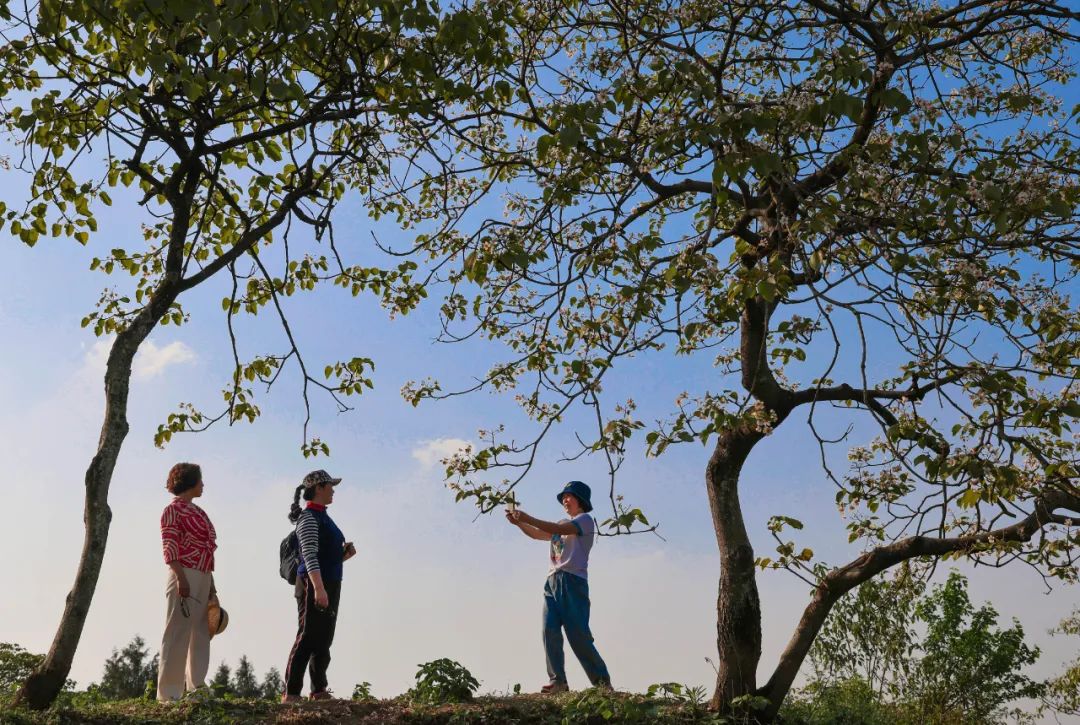 正安油桐,油桐的优势