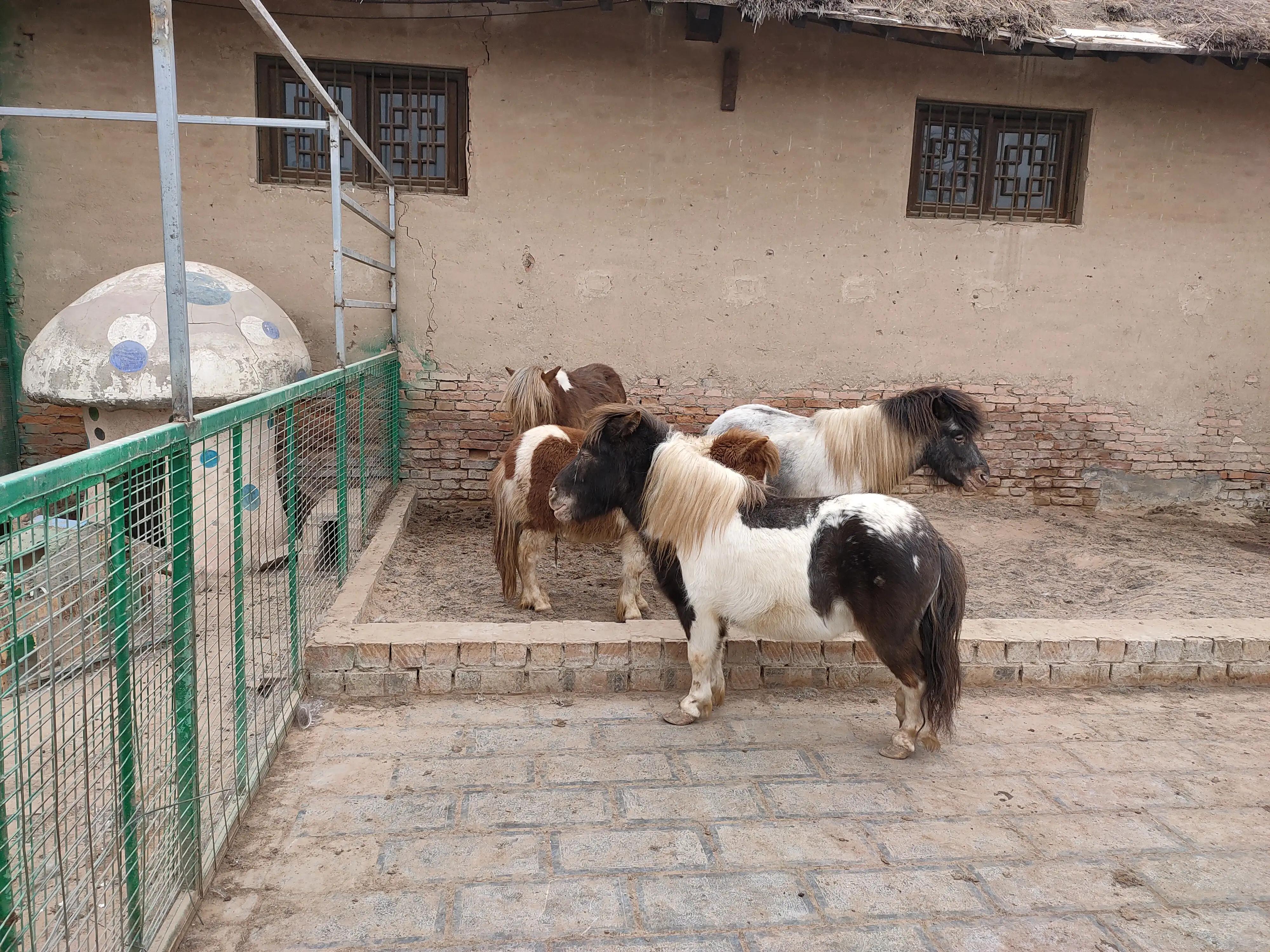 游动物园作文450字,游动物园有感作文