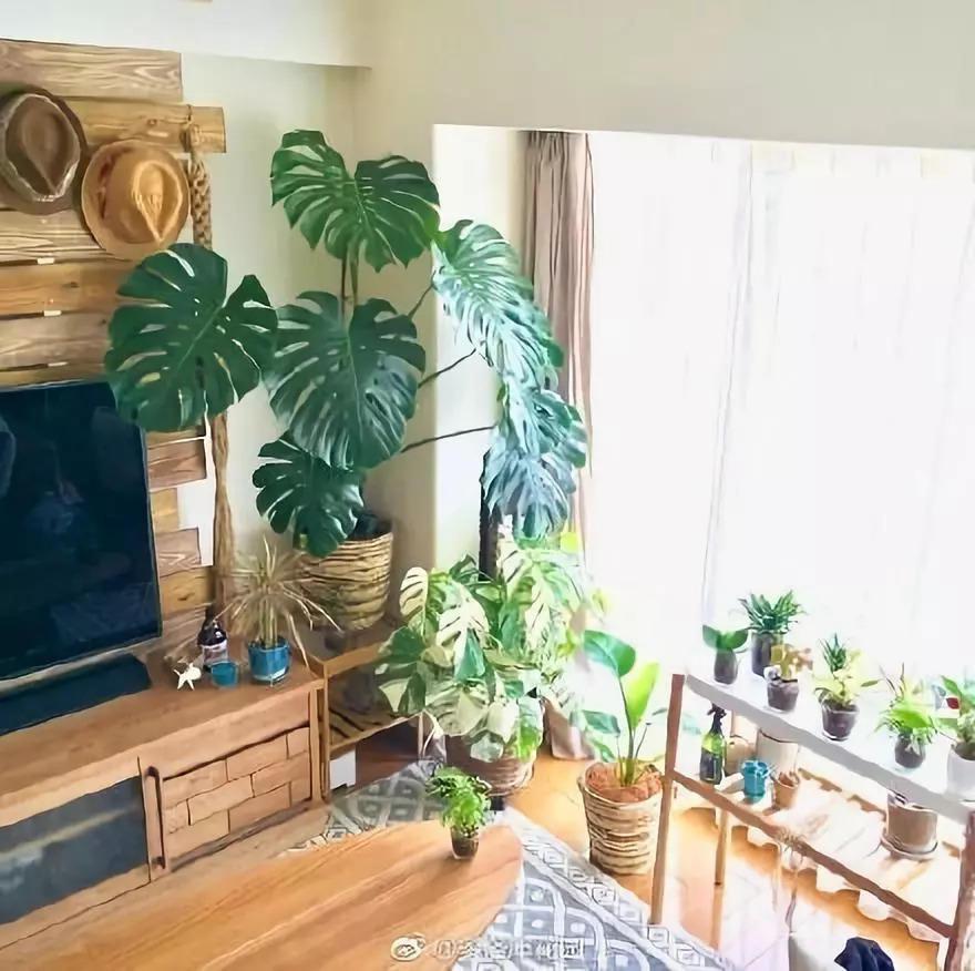 10种公认客厅最好养的花,适合客厅养的懒人花