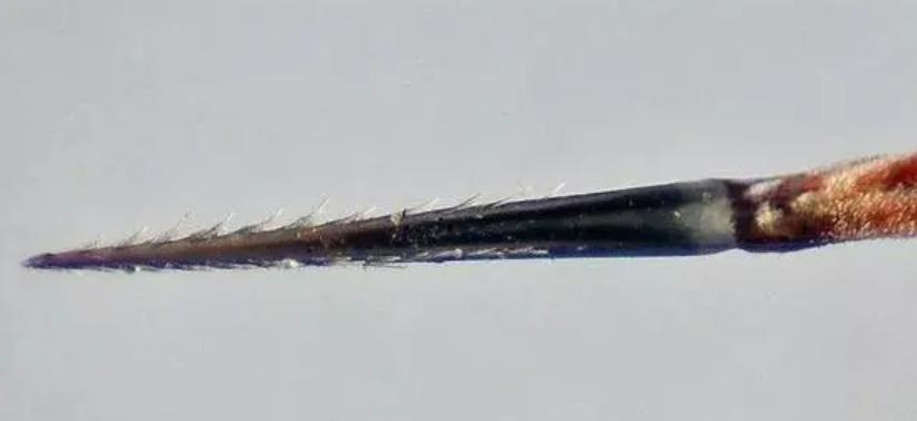 人类的舌头是怎么进化的,为什么人类最强的肌肉是舌头