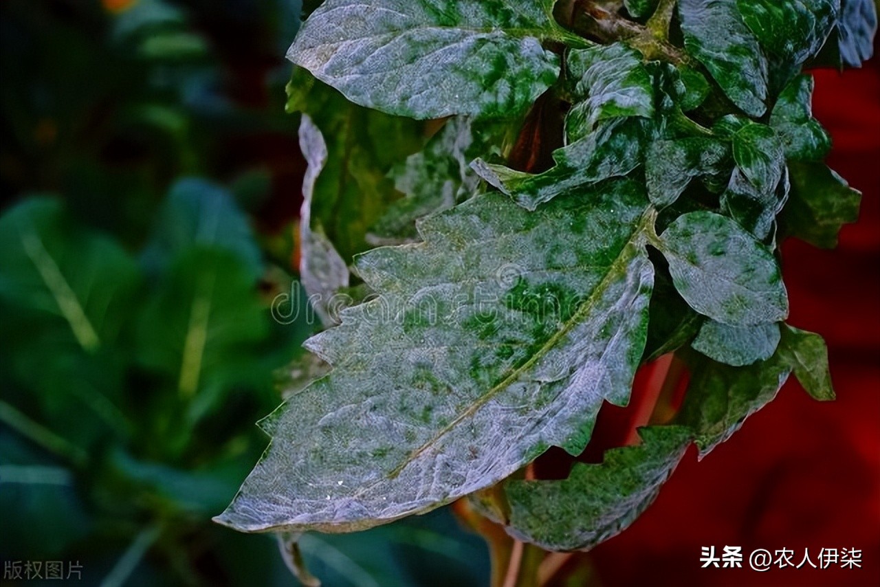 小苏打加白醋对蔬菜防病害有用吗,小苏打能防病虫害吗