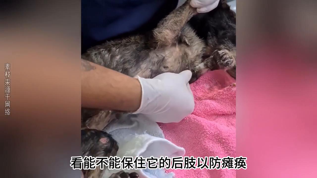 狗狗被主人打得死去活来,狗狗被主人打然后跳坑