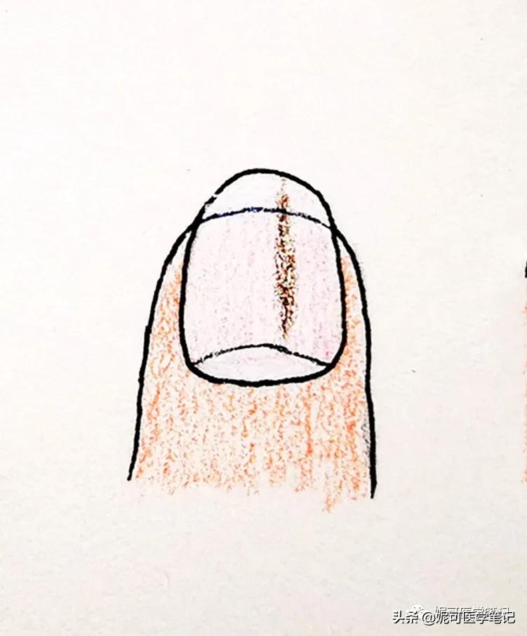 进行手部指甲养护的步骤,手部理疗和指甲护理