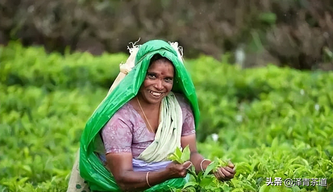 世界十大茶日,国际茶日英文版