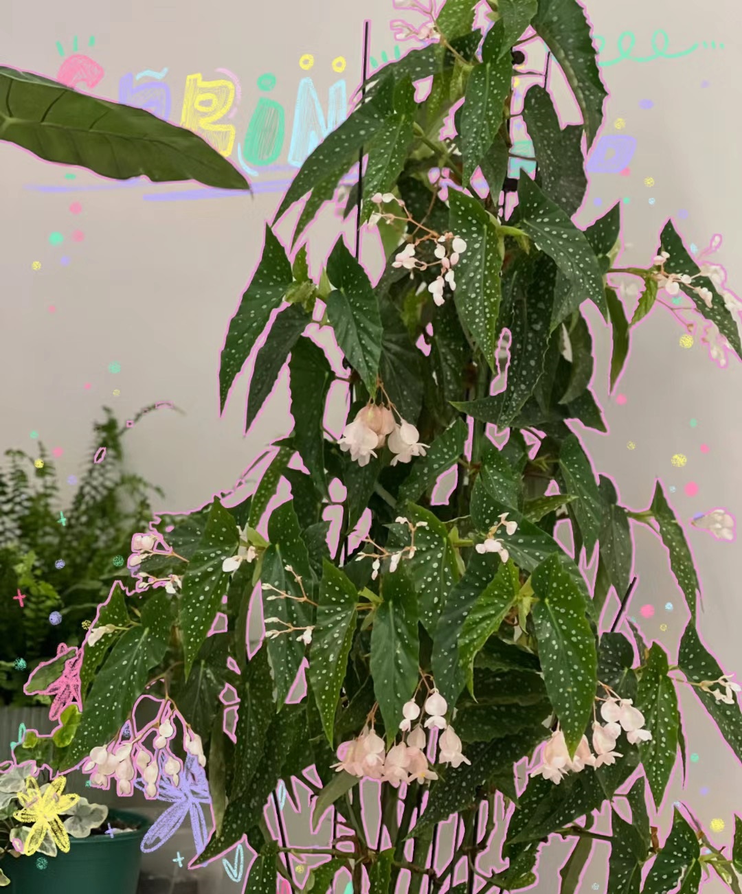 养不死的室内绿植四季开花带花苞,盆栽四季开花好养的植物直播