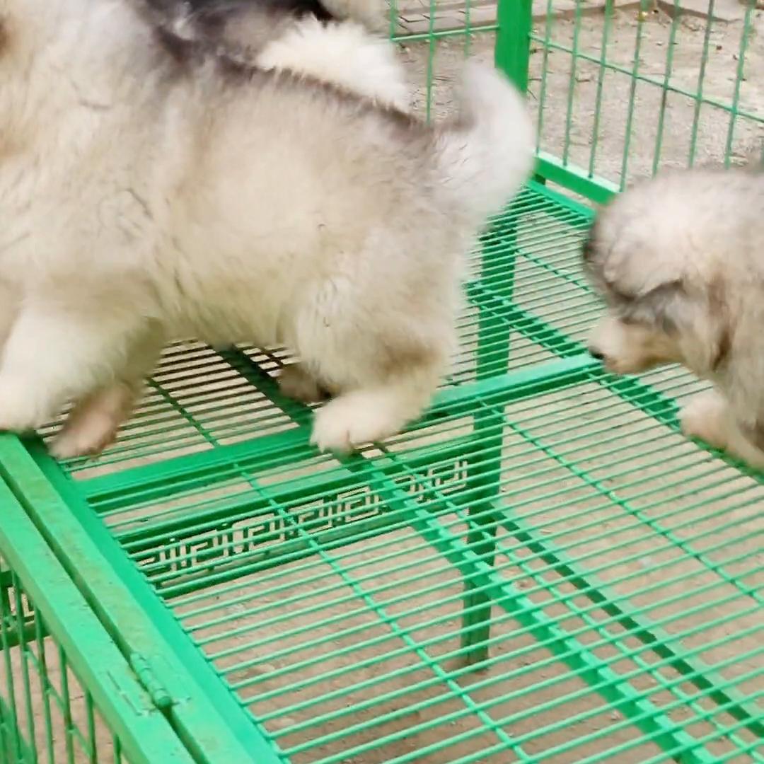 阿拉斯加喂养一个月需要花多少钱,阿拉斯加喂养