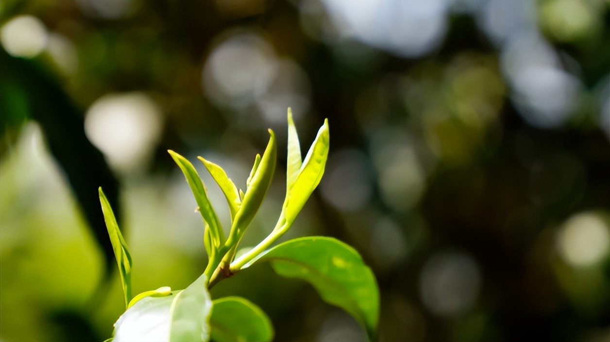 内含物质高达52％的茶种，竟然在云南？|2023茶山播报06
