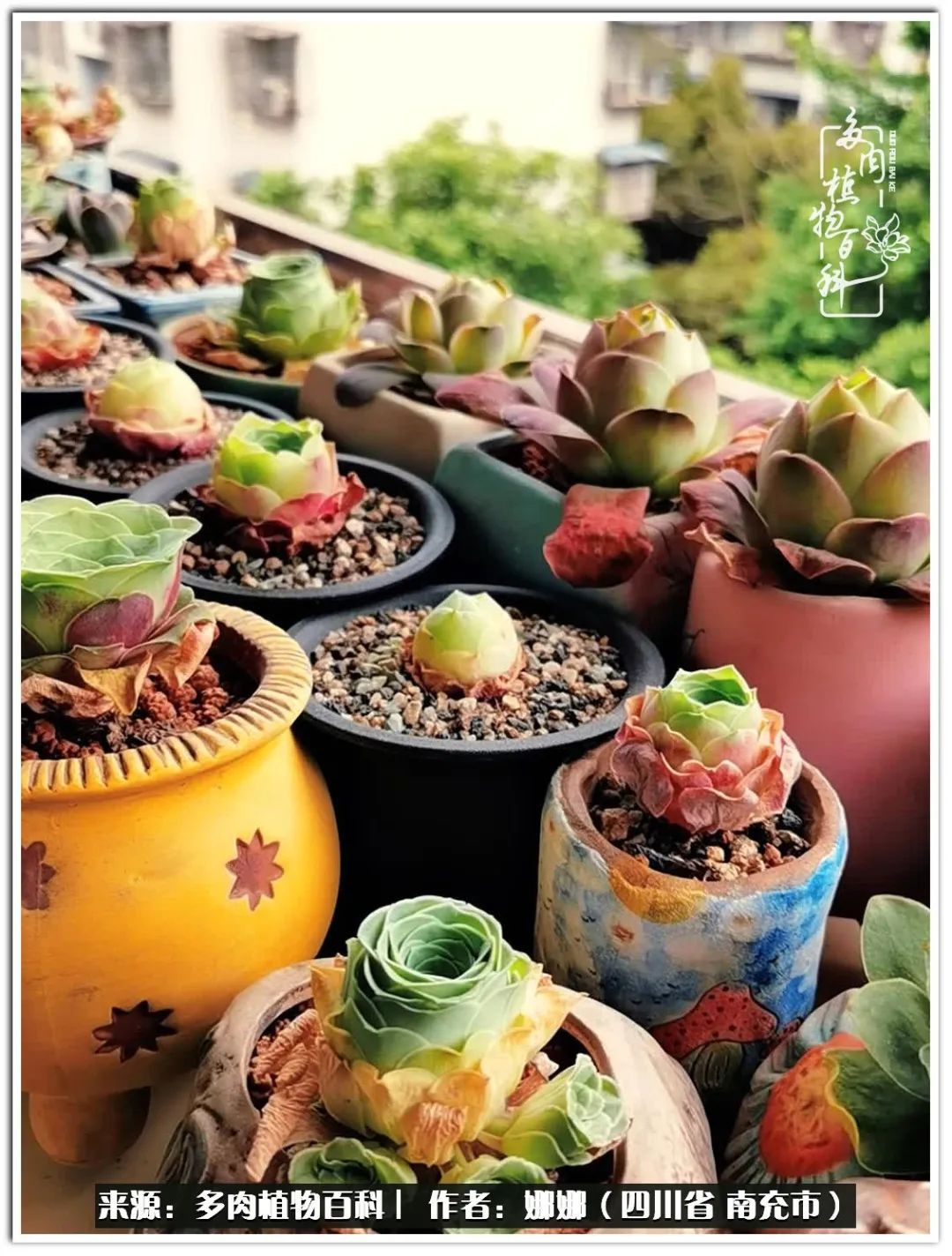 带刺的玫瑰阳台多肉,开花的玫瑰多肉